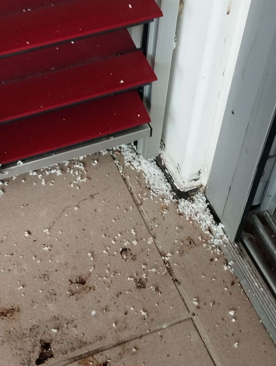 wespennest_entfernen