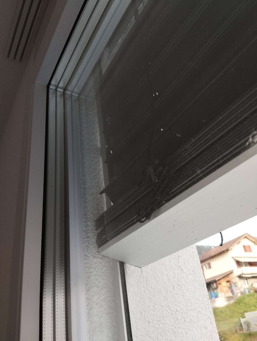 wespennest_entfernen