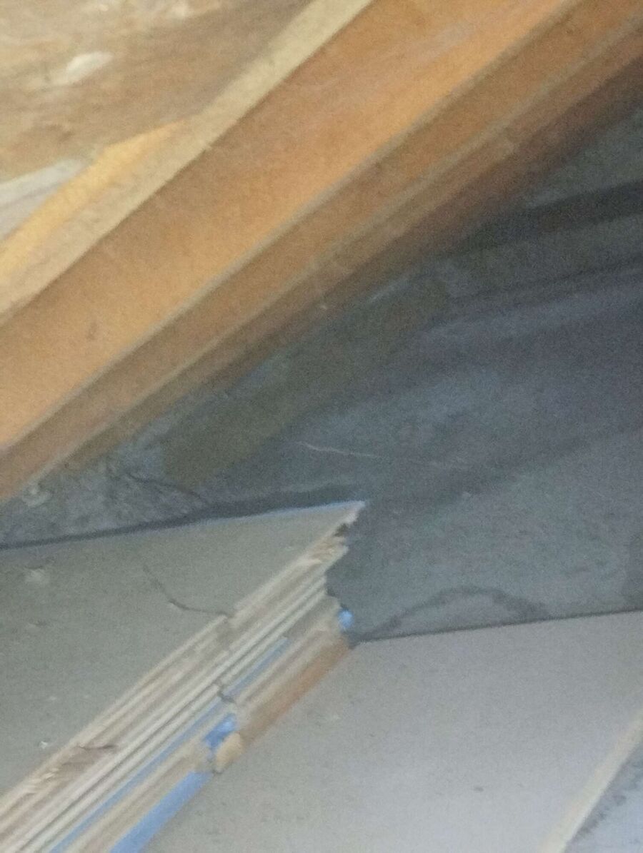 wespennest_entfernen