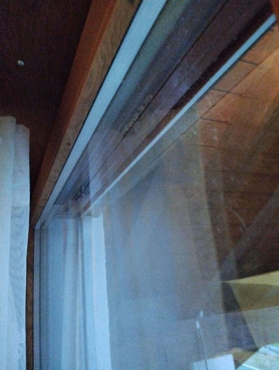 wespennest_entfernen