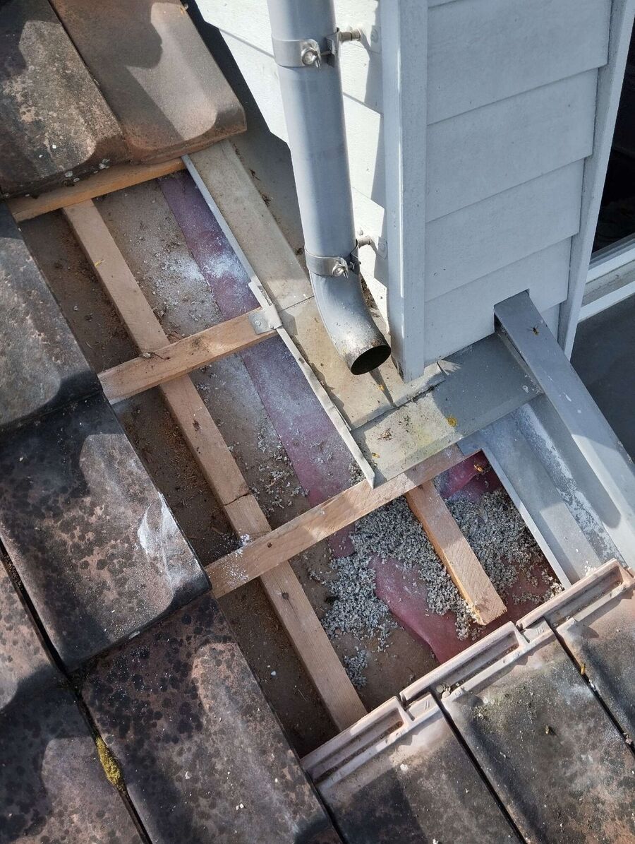 wespennest_entfernen