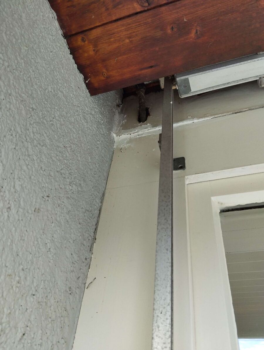 wespennest_entfernen