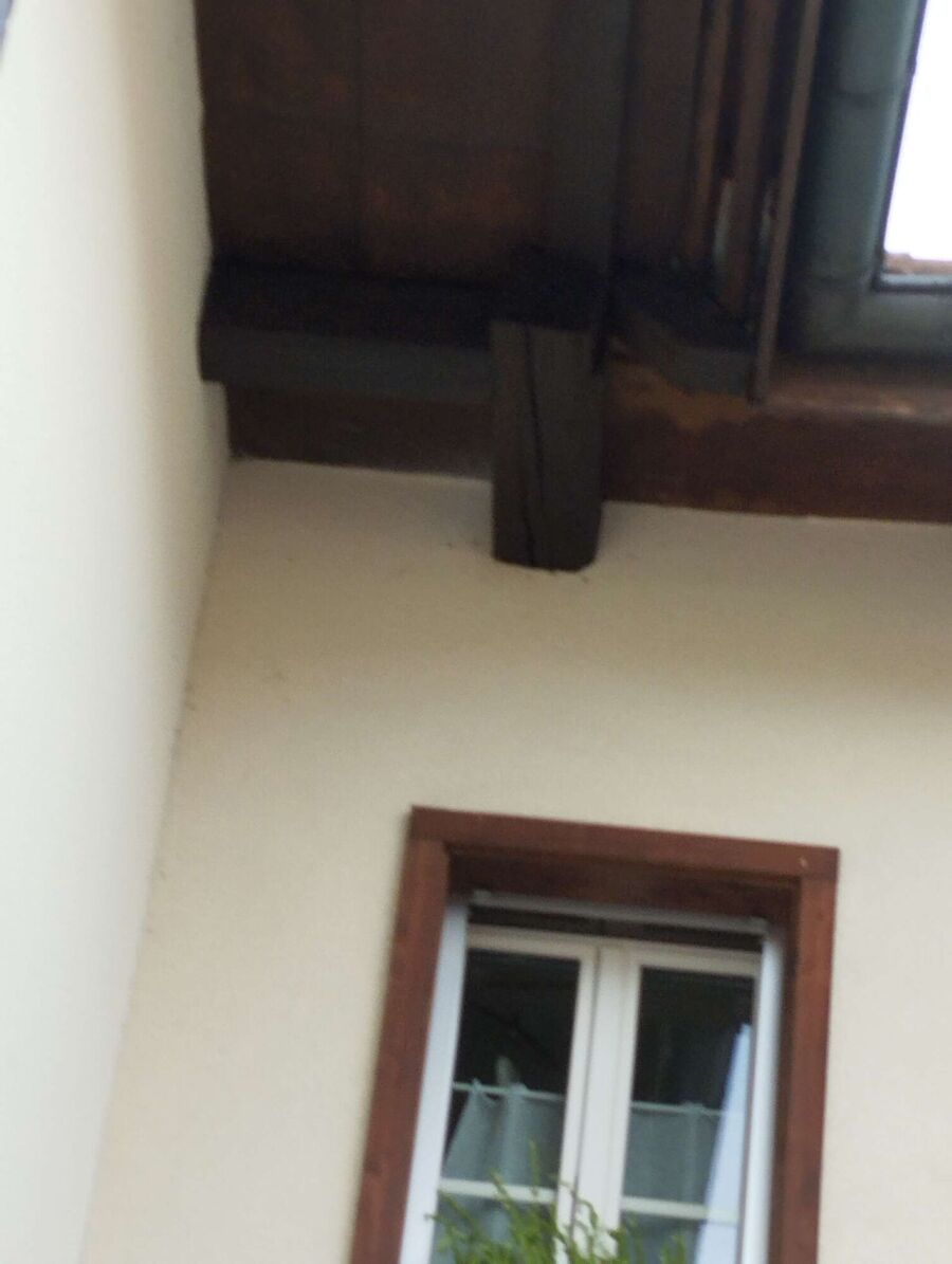 wespennest_entfernen