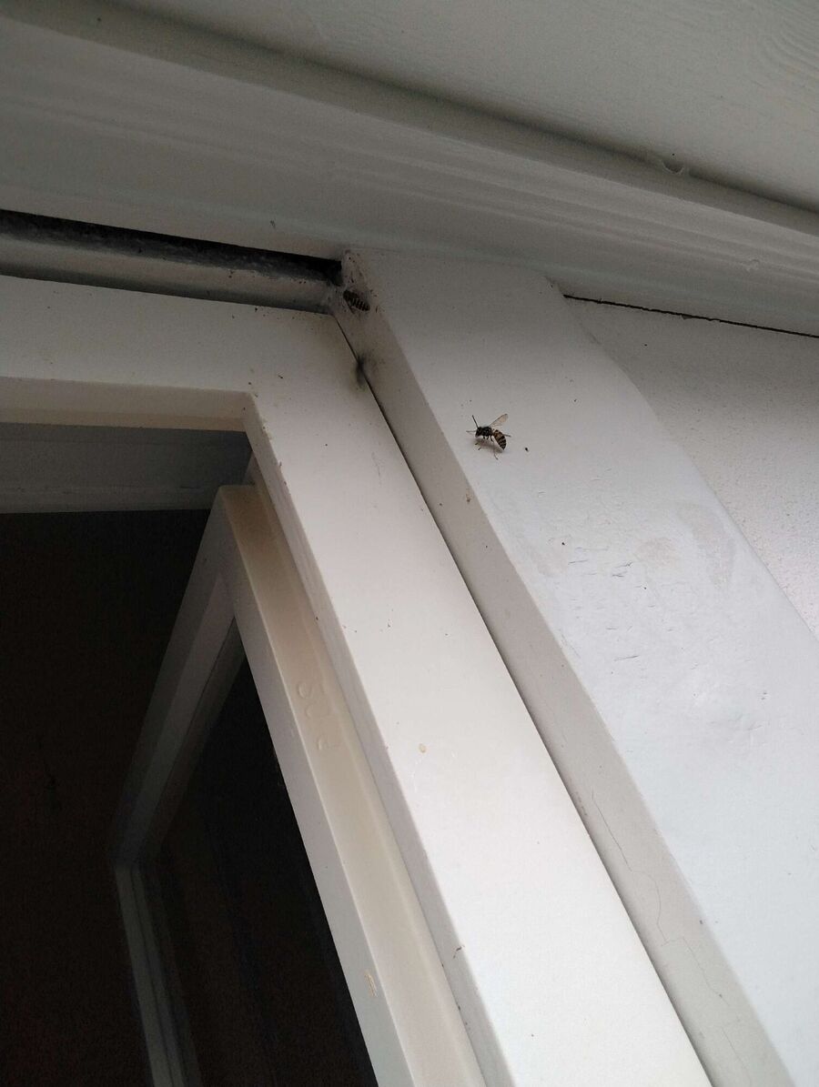 wespennest_entfernen