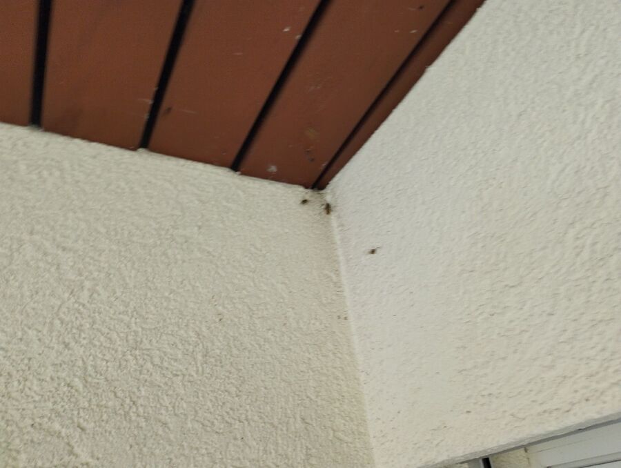 wespennest_entfernen