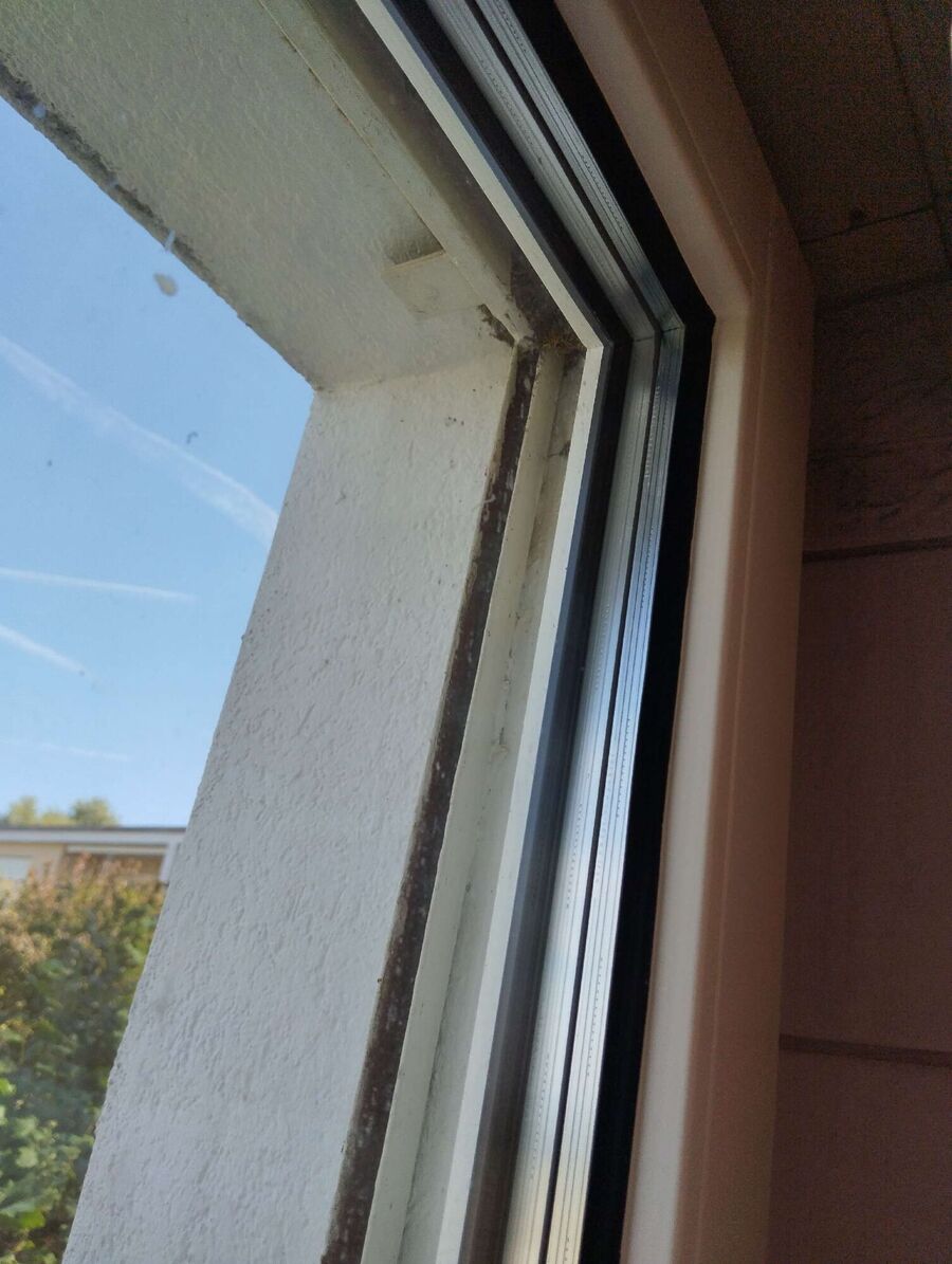 wespennest_entfernen