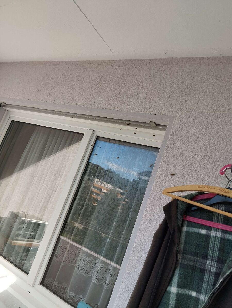 wespennest_entfernen