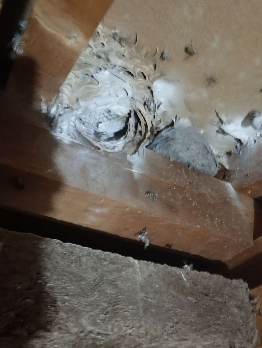 wespennest_entfernen