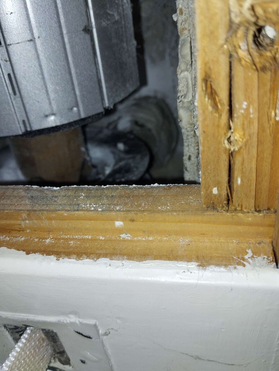 wespennest_entfernen