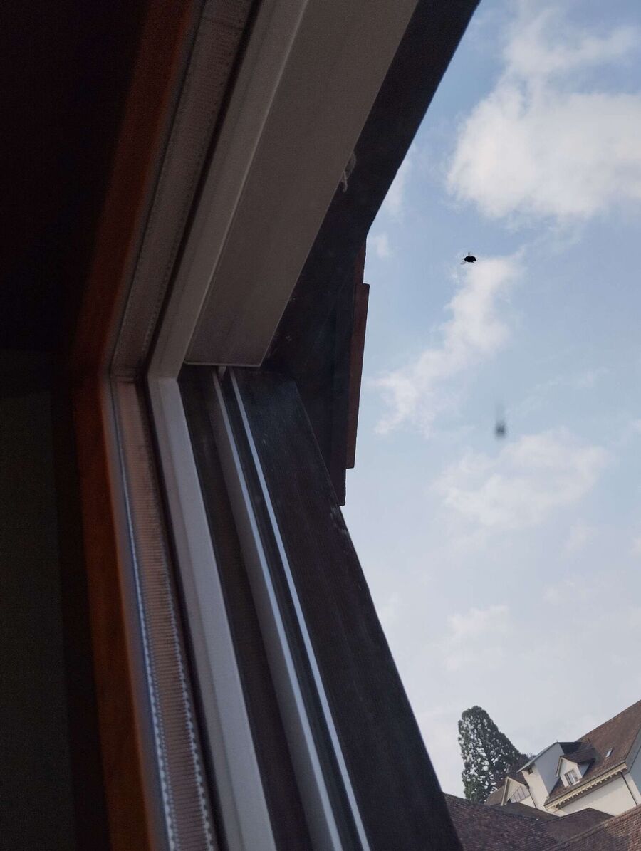 wespennest_entfernen