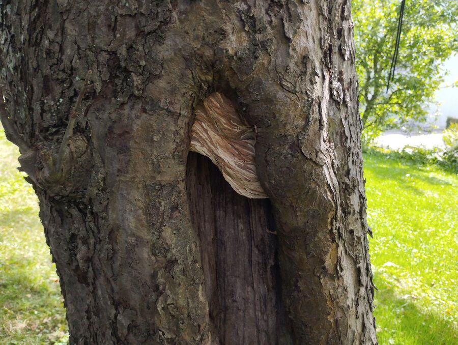 wespennest_entfernen