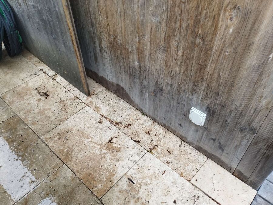 wespennest_entfernen