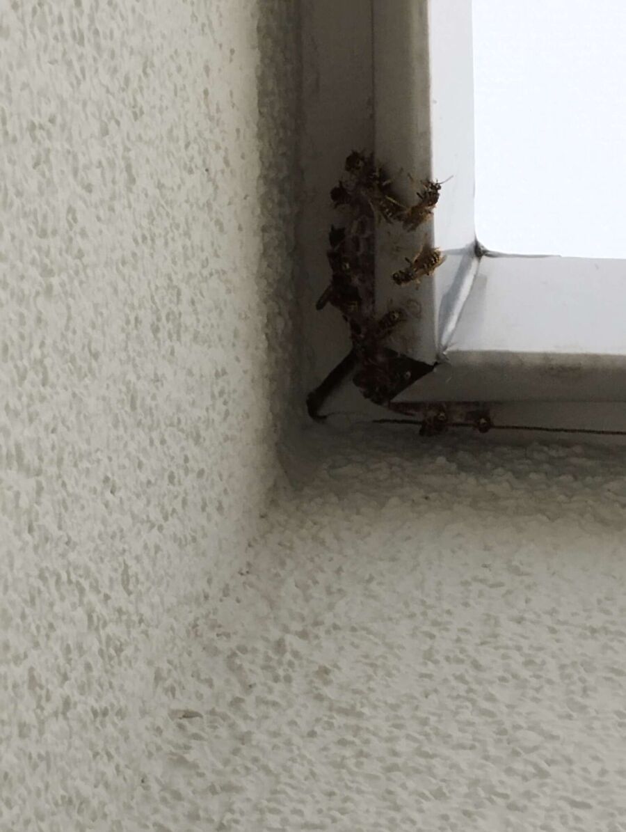 wespennest_entfernen