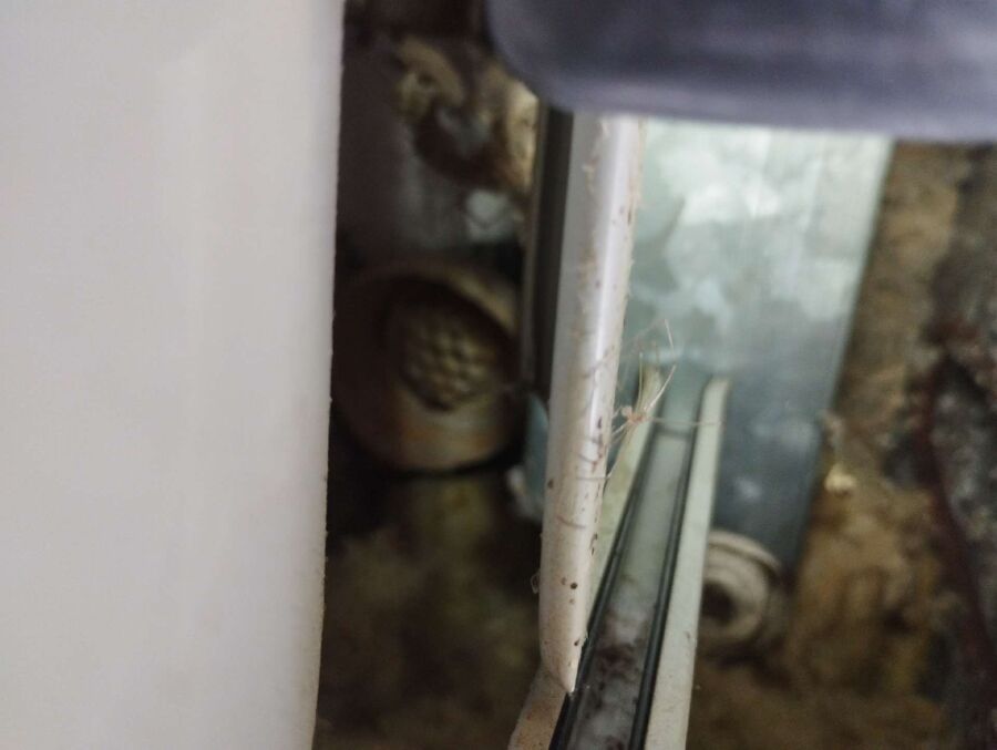 wespennest_entfernen