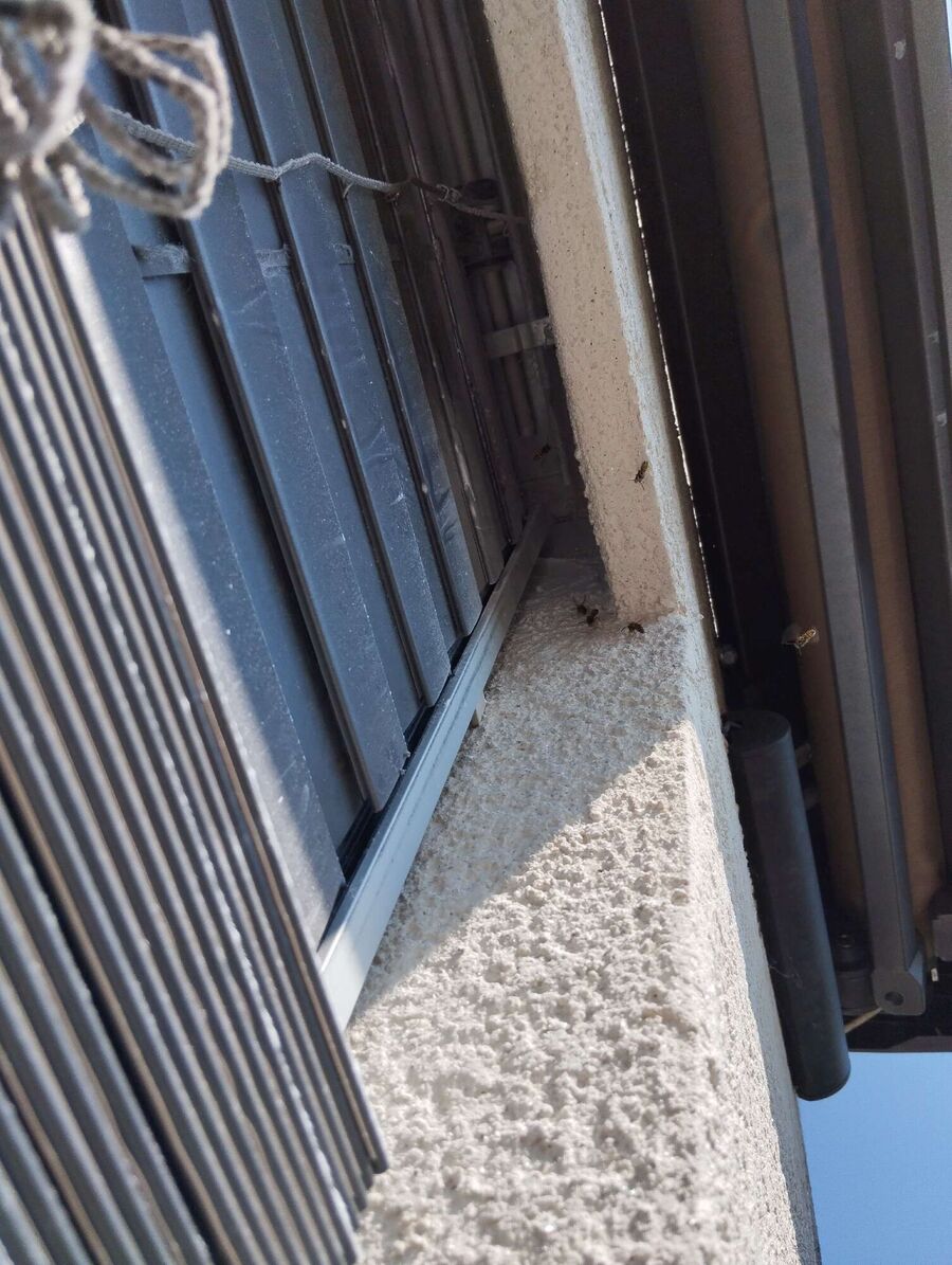 wespennest_entfernen