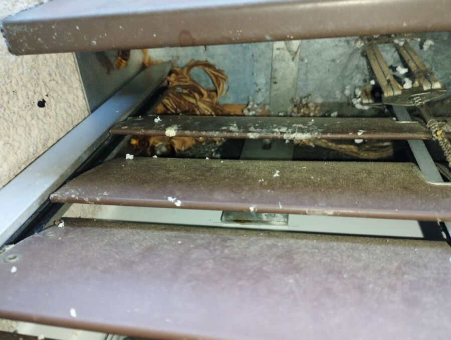 wespennest_entfernen