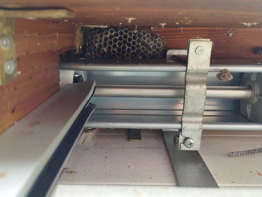 wespennest_entfernen