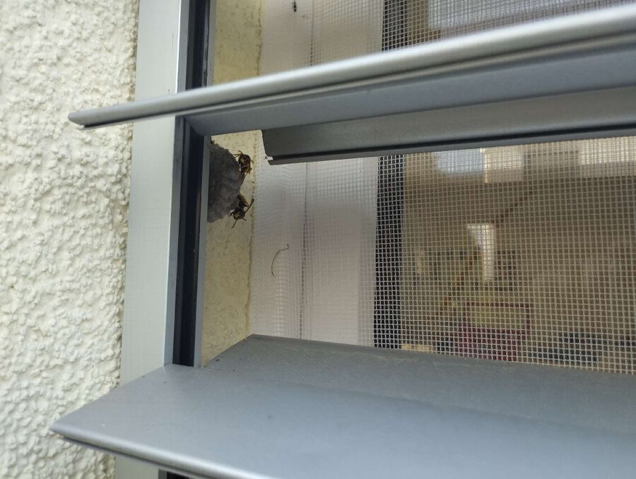 wespennest_entfernen