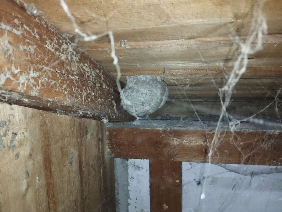 wespennest_entfernen