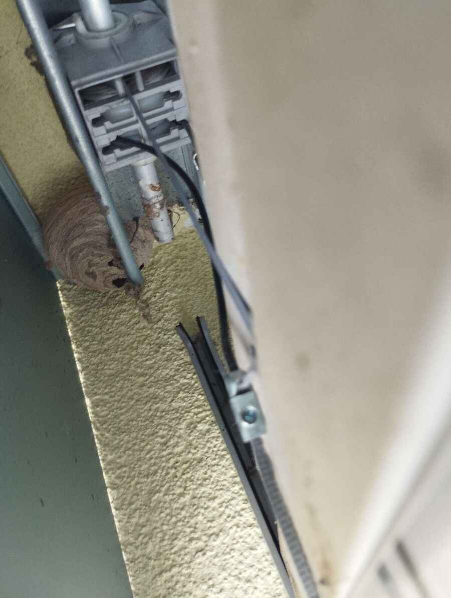 wespennest_entfernen