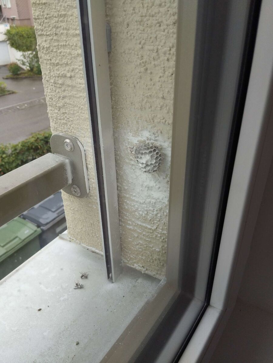 wespennest_entfernen