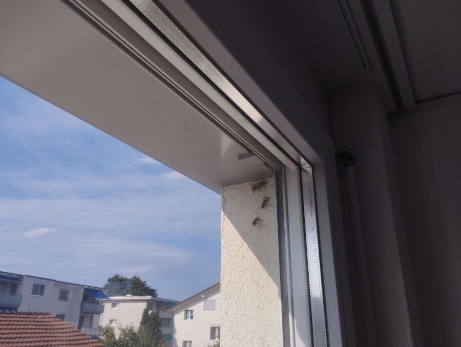 wespennest_entfernen