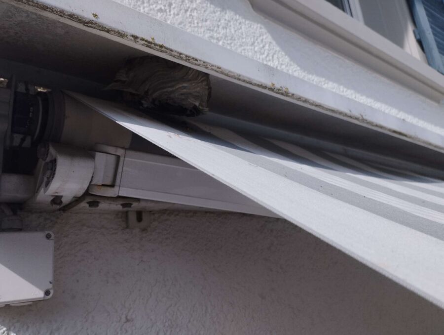 wespennest_entfernen