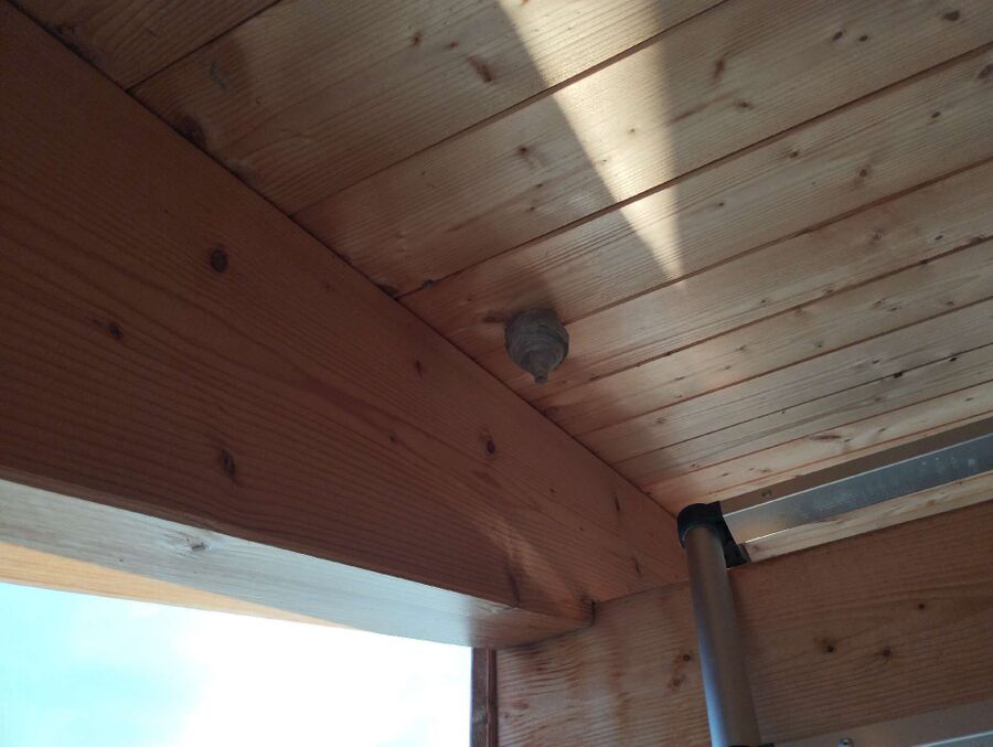 wespennest_entfernen