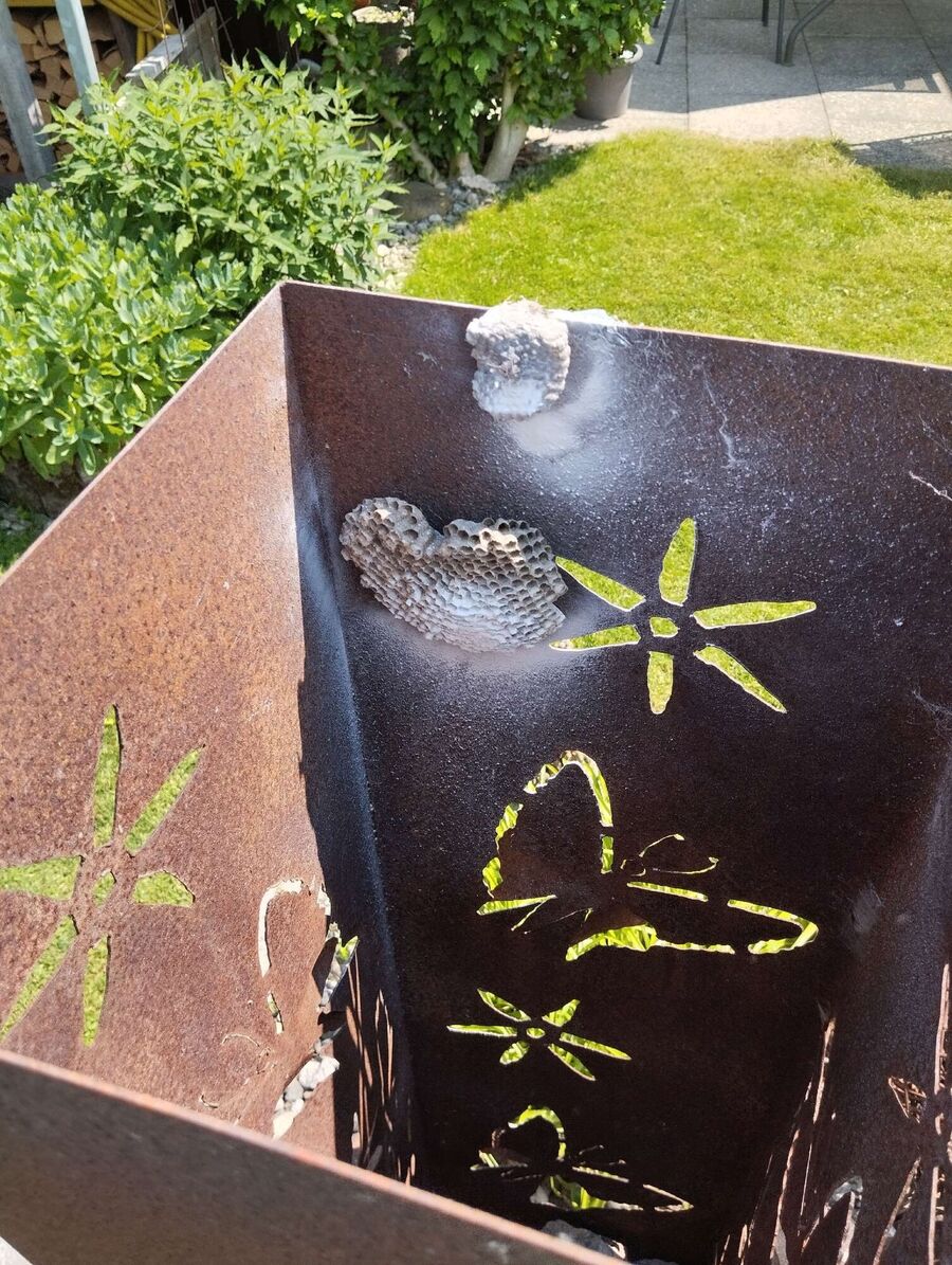 wespennest_entfernen