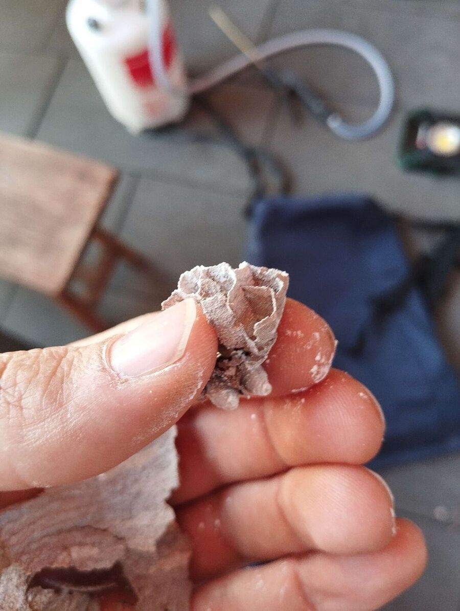 wespennest_entfernen