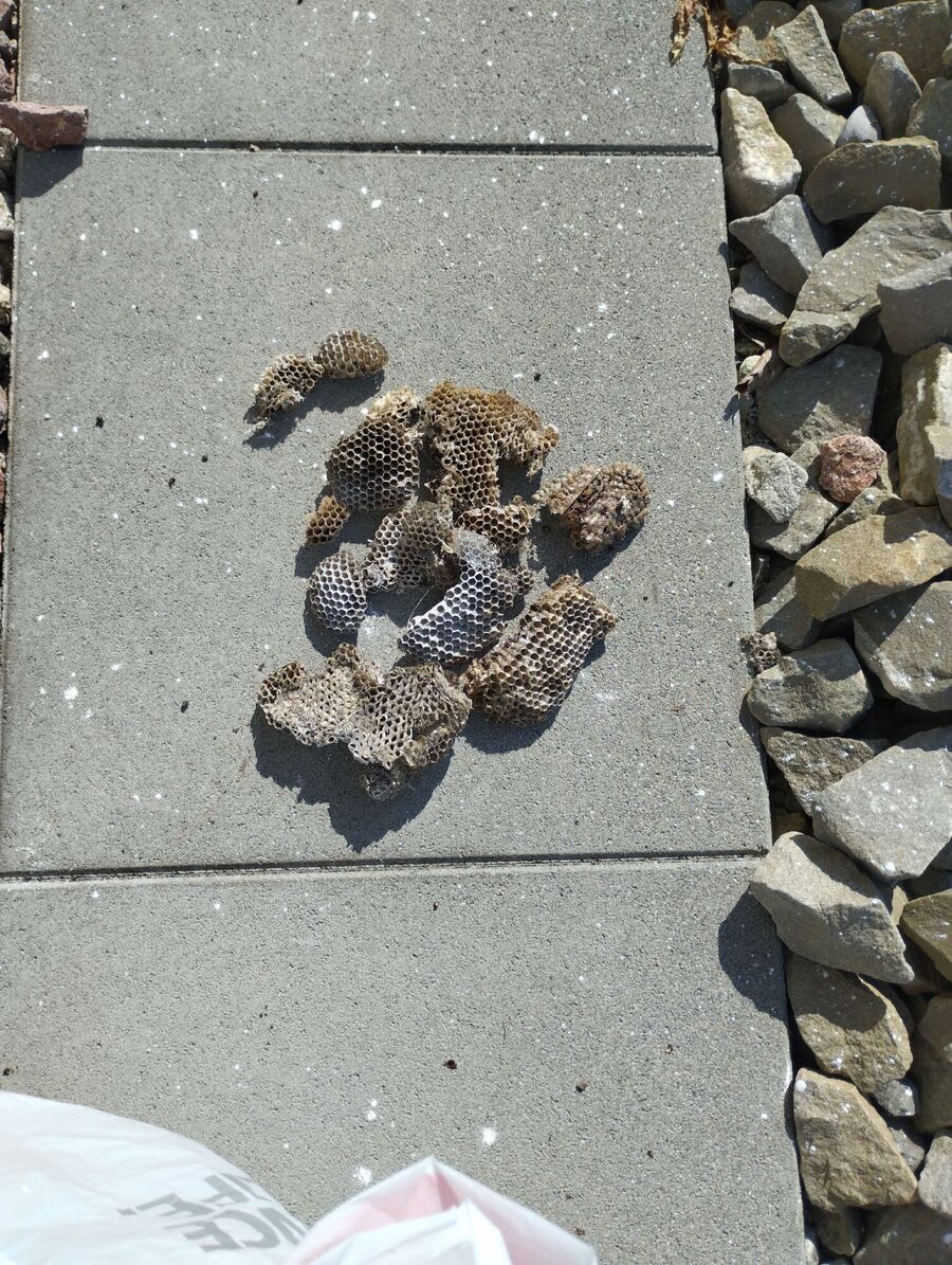 wespennest_entfernen