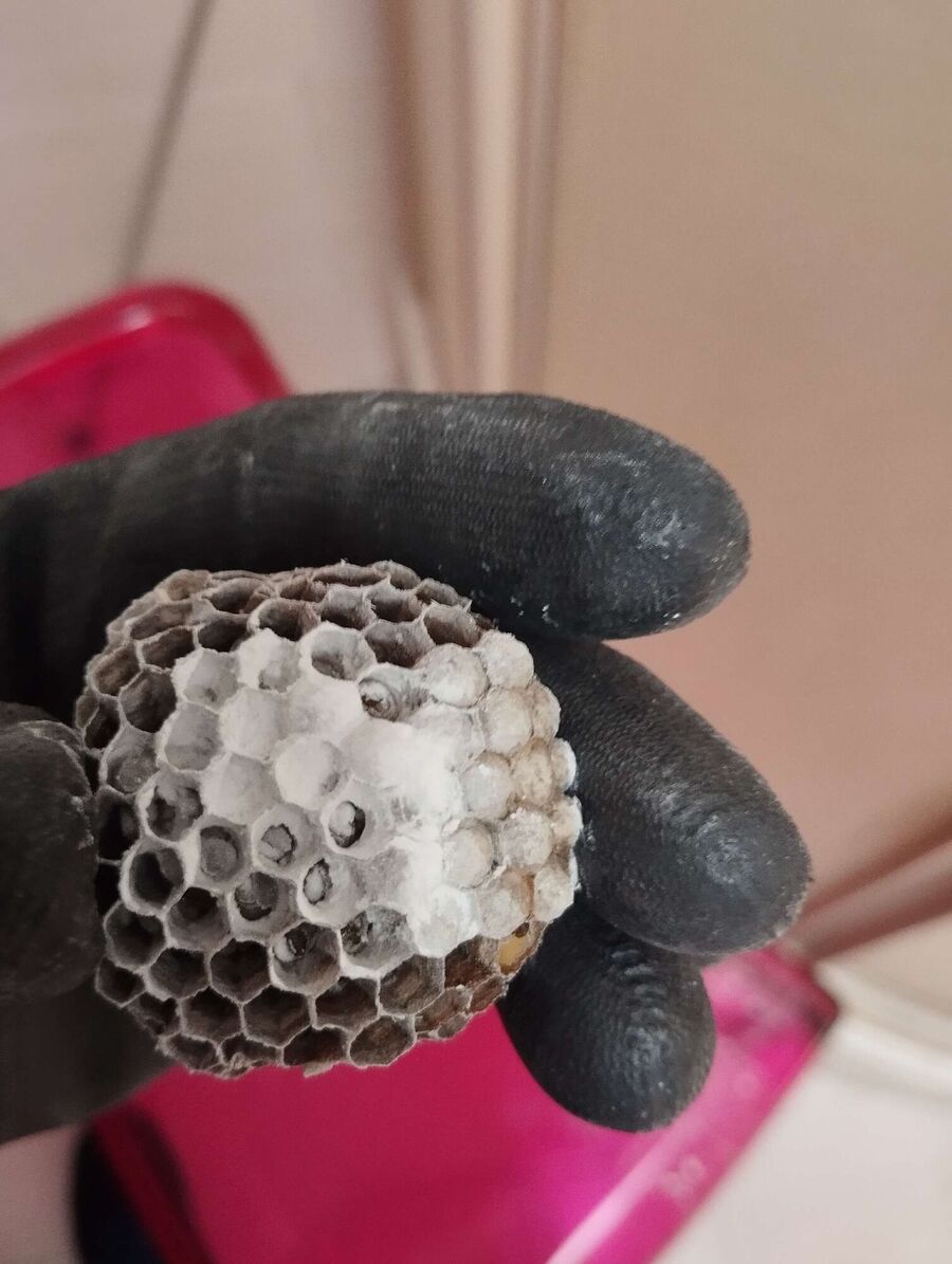 wespennest_entfernen