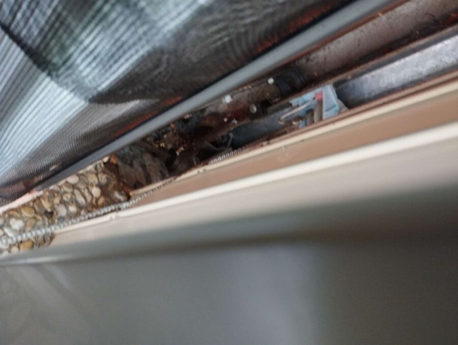 wespennest_entfernen