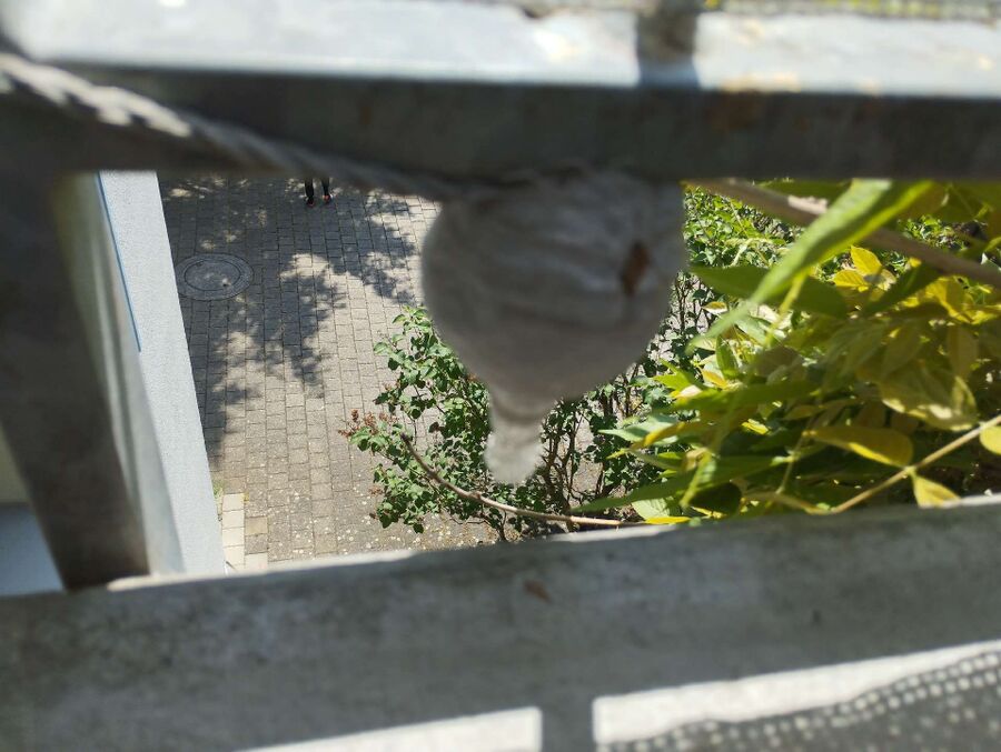 wespennest_entfernen