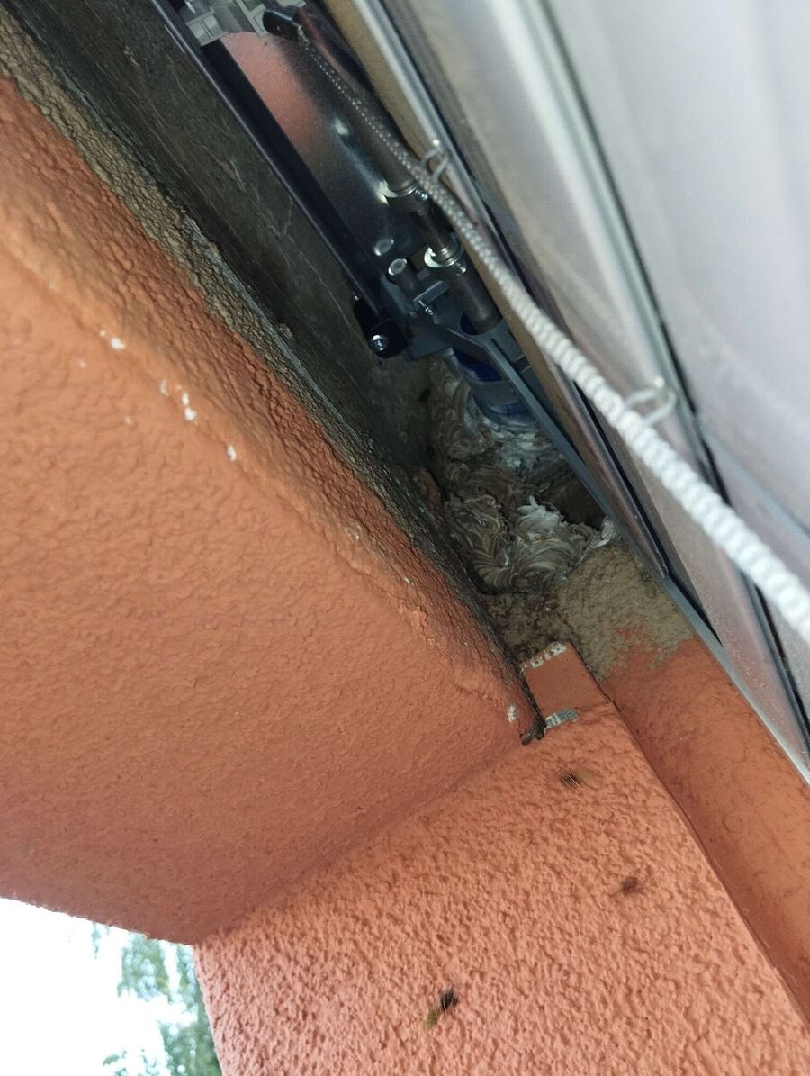 wespennest_entfernen