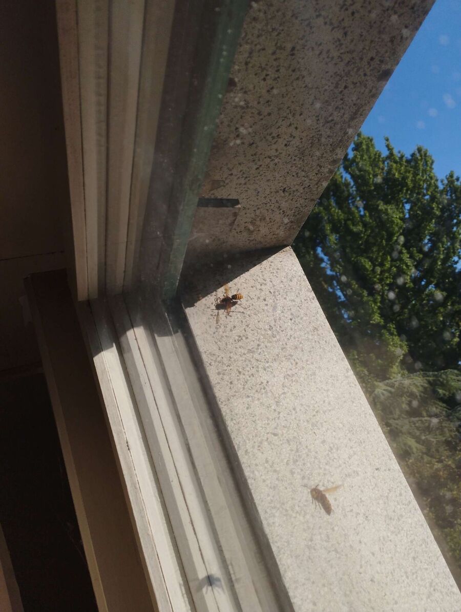 wespennest_entfernen