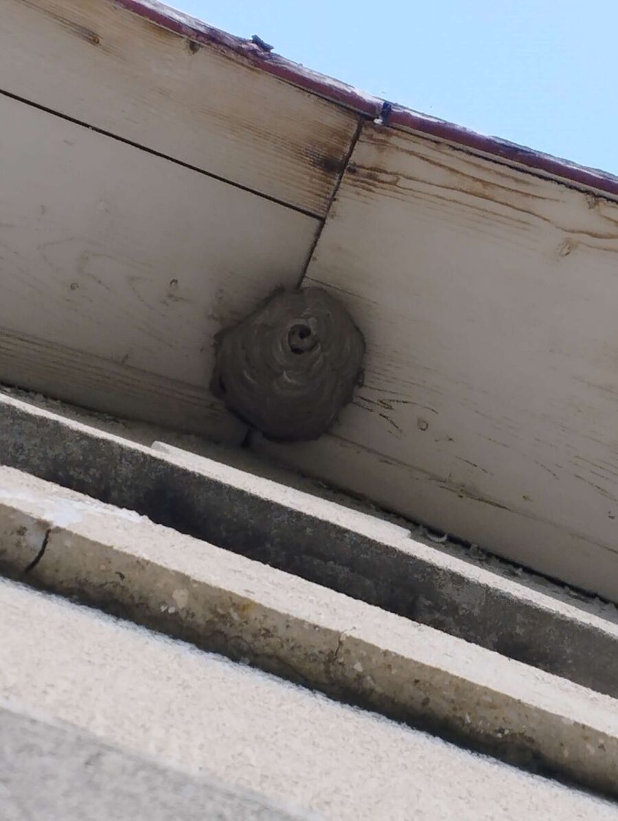 wespennest_entfernen