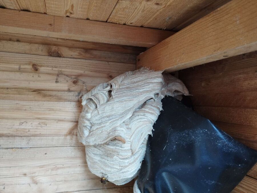 wespennest_entfernen