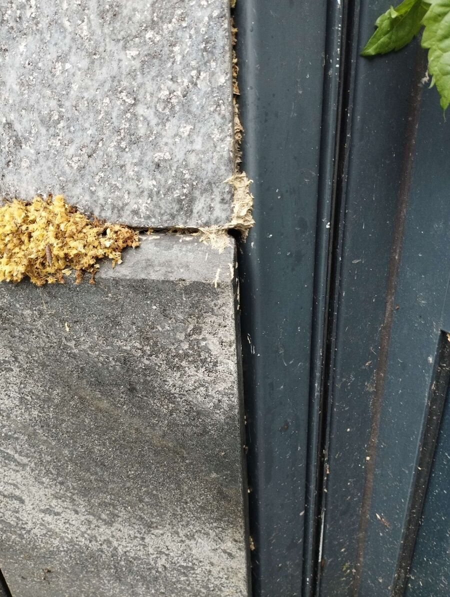 wespennest_entfernen