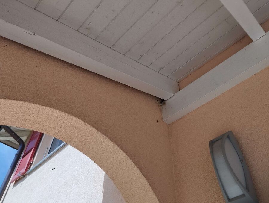 wespennest_entfernen