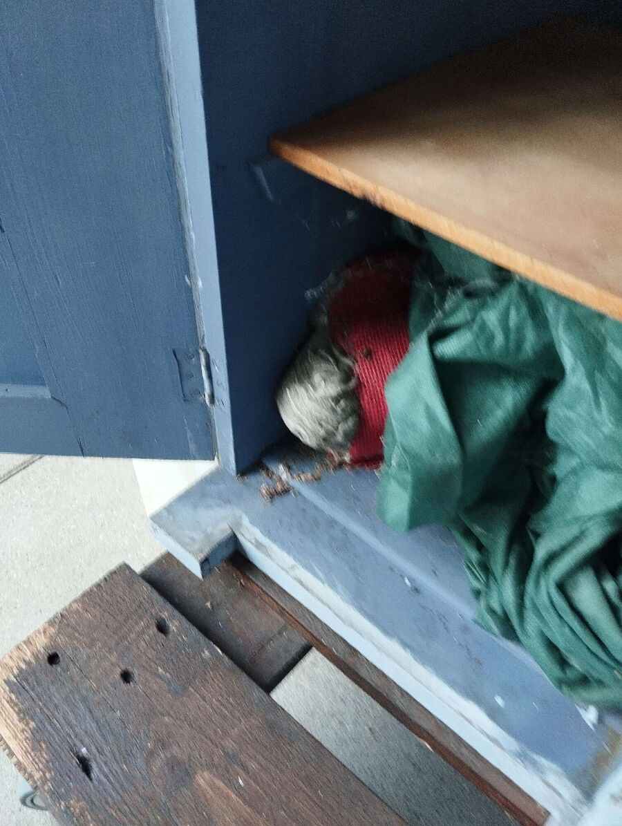 wespennest_entfernen