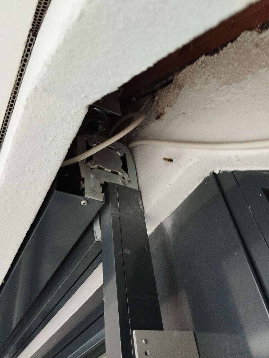 wespennest_entfernen