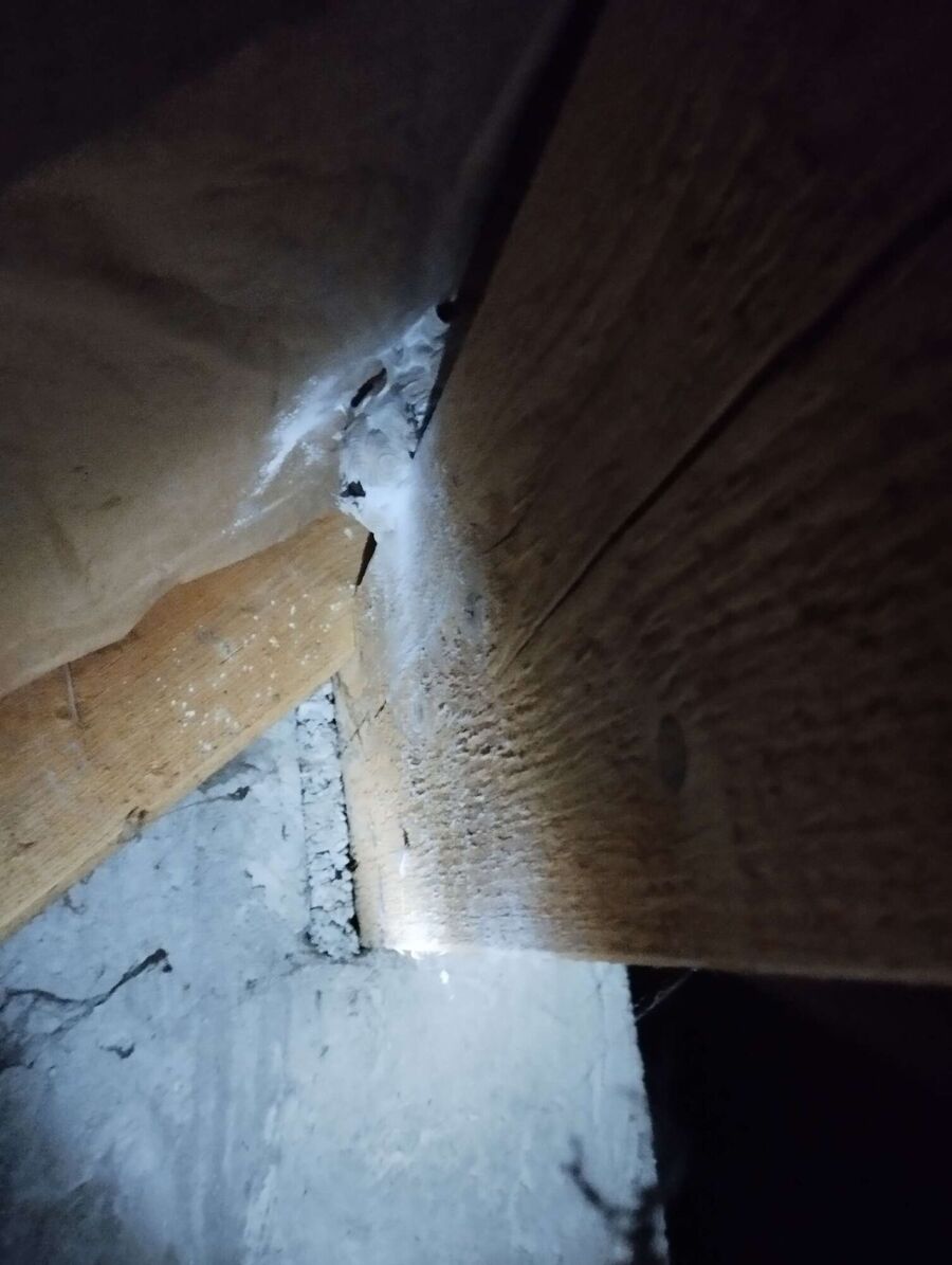 wespennest_entfernen