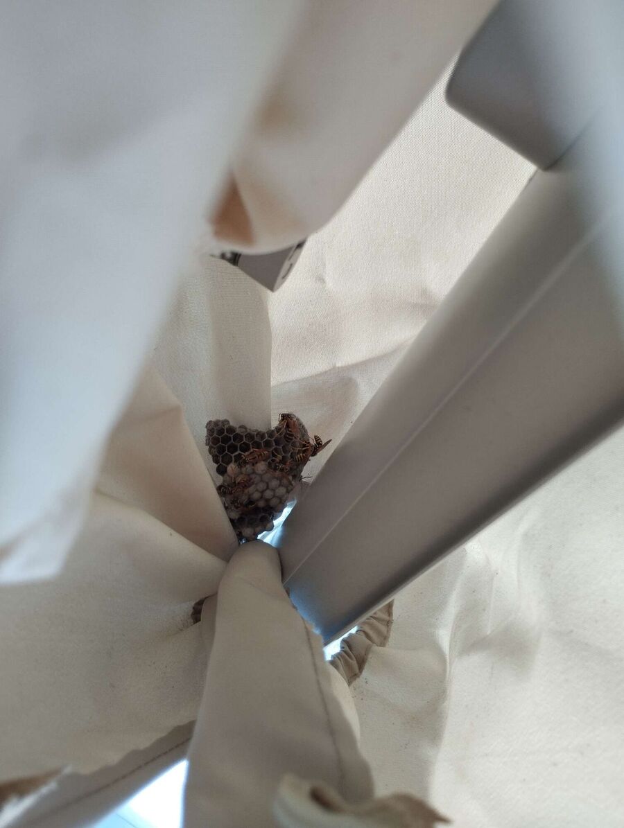 wespennest_entfernen