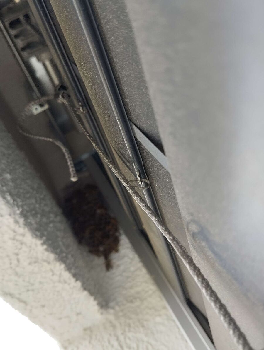 wespennest_entfernen