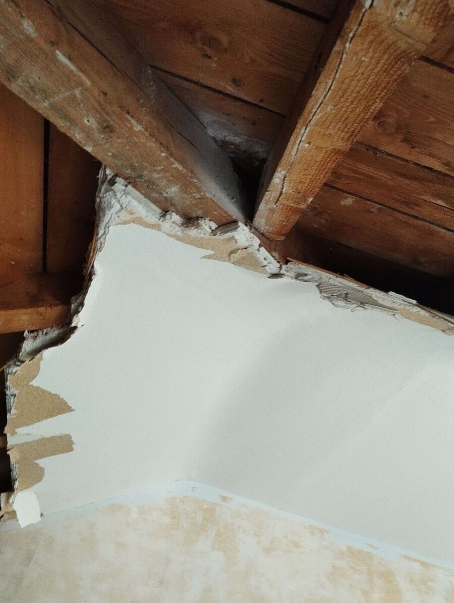 wespennest_entfernen