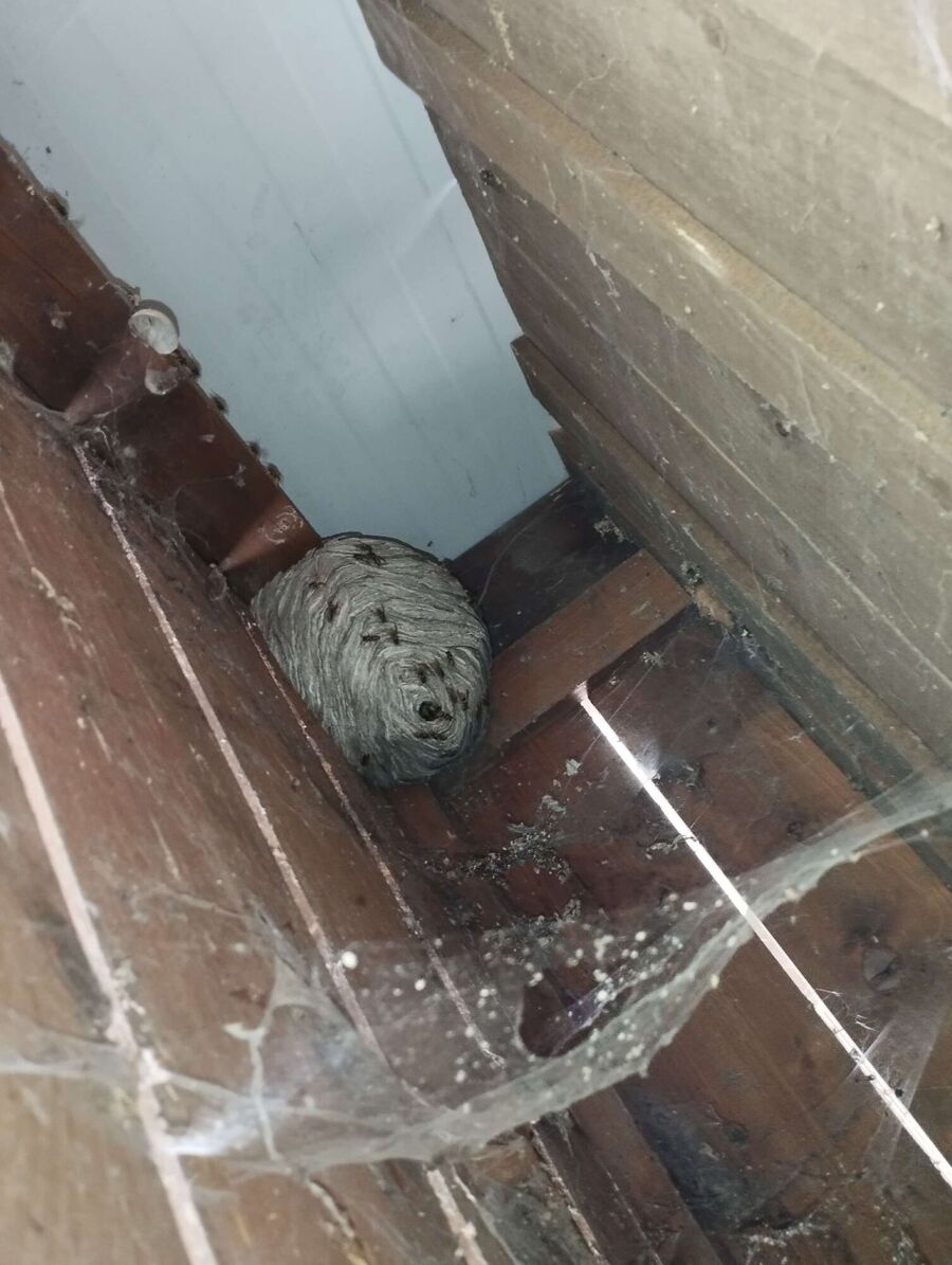 wespennest_entfernen