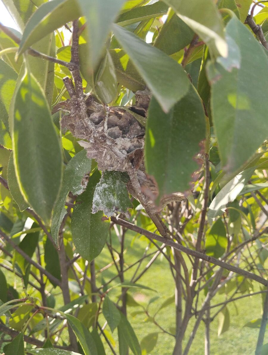 wespennest_entfernen