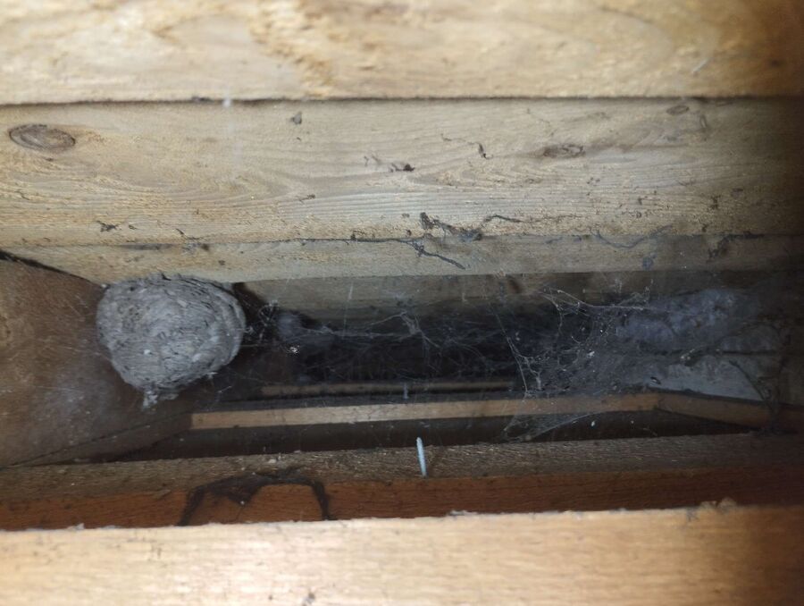 wespennest_entfernen