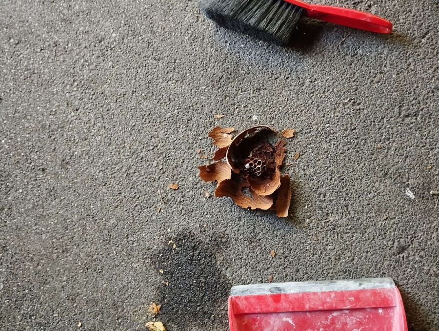 wespennest_entfernen